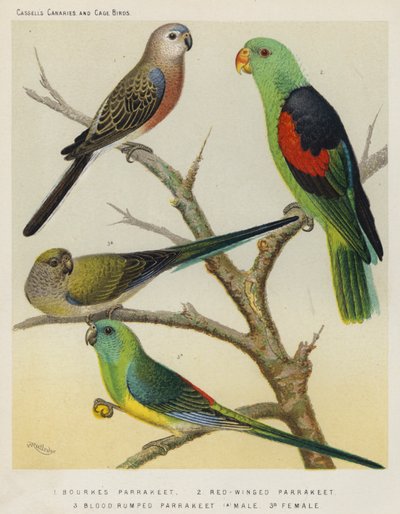 Bourkesittich, Rotflügelsittich, Blutrumpfsittich, Männchen, Weibchen von European School