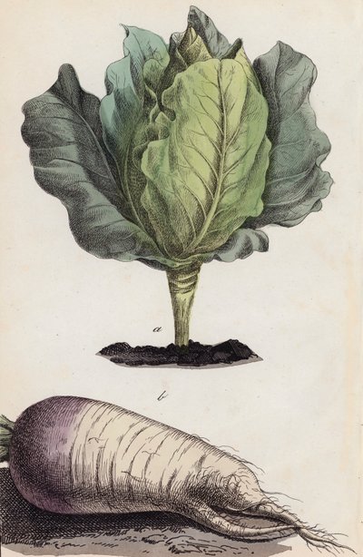 Kohl und Wurzelgemüse von European School