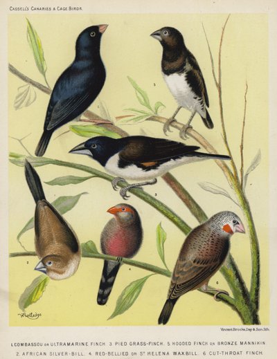 Ultramarin-Fink, Schwarz-Weiß-Grasfink, Bronze-Mönch, Afrikanischer Silberschnabel, Rotbauch- oder St. Helena-Wachsflügel, Blutfink von European School