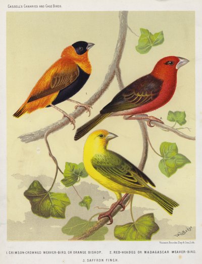 Scharlachroter Webervogel oder Orange-Bischof, Rotkopf- oder Madagaskar-Webervogel, Safranfink (Farblithografie) von European School