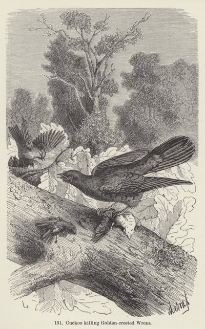 Kuckuck tötet Goldhähnchen von European School