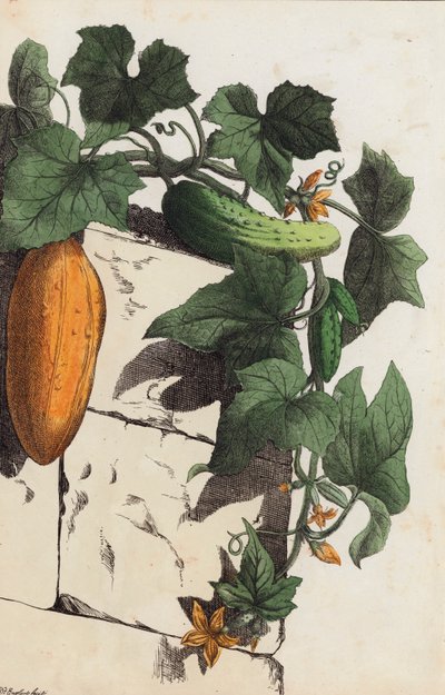 Gurkenpflanze (Farblithografie) von European School