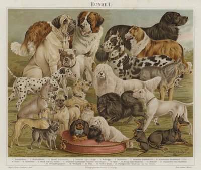 Hunde von European School