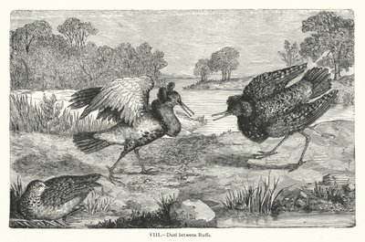 Duell zwischen Kampfläufern (Gravur) von European School