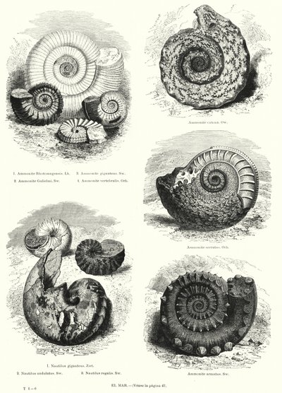 Fossilien von Ammoniten und Nautilus von European School