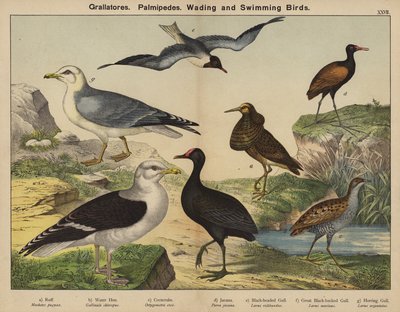 Grallatores, Palmipedes, Wat- und Schwimmvögel von European School