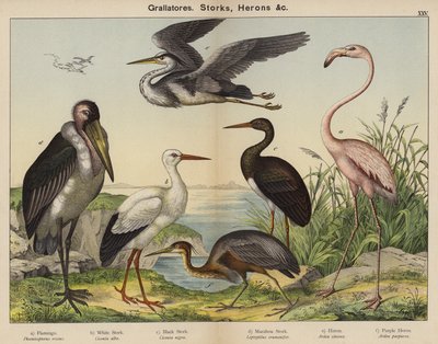 Grallatores, Störche, Reiher von European School