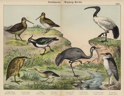 Grallatores, Watvögel von European School
