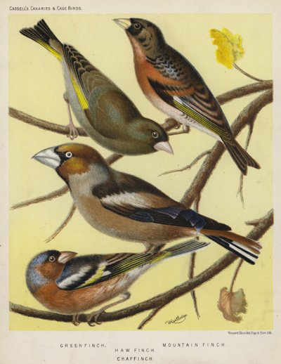 Grünfink, Bergfink, Kernbeißer, Buchfink (Farblithografie) von European School