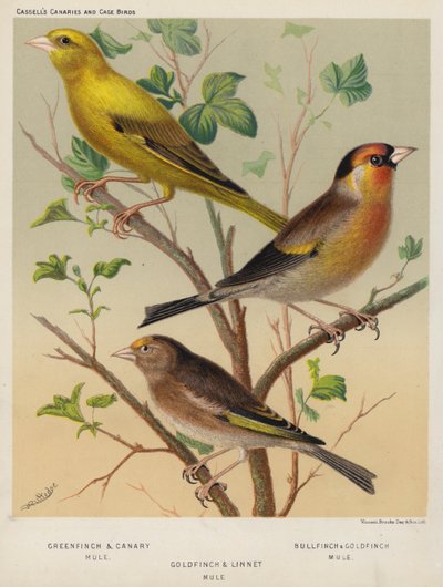 Grünfink und Kanarienvogel-Mischling, Gimpel und Stieglitz-Mischling, Stieglitz und Hänfling-Mischling (Farblithografie) von European School