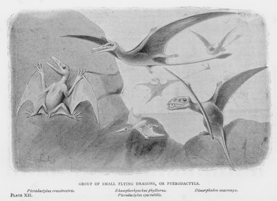 Gruppe kleiner fliegender Drachen oder Pterodaktylen (Lithografie) von European School