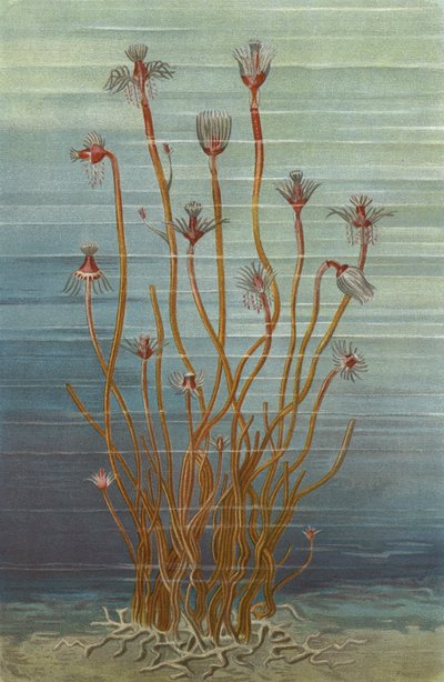 Gruppe von Tubularia Indivisa von European School