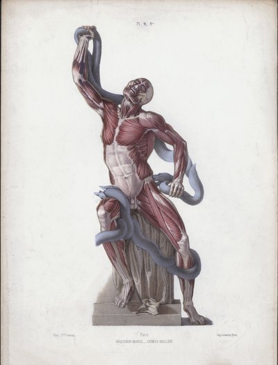 Illustration für Die Anatomie der äußeren Formen des Menschen: Laokoon von European School