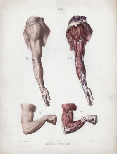 Illustration für Die Anatomie der äußeren Formen des Menschen: Männlicher Arm und Hände von European School