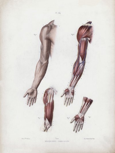 Illustration für Die Anatomie der äußeren Formen des Menschen: Männlicher Arm und Hände von European School