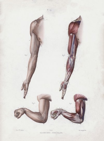 Illustration für Die Anatomie der äußeren Formen des Menschen: Männlicher Arm und Hände von European School