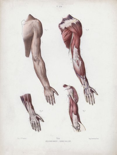 Illustration für Die Anatomie der äußeren Formen des Menschen: Männlicher Arm und Hände von European School