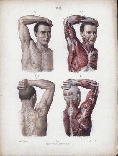 Illustration für Die Anatomie der äußeren Formen des Menschen: Männlicher Arm, Kopf und Torso von European School