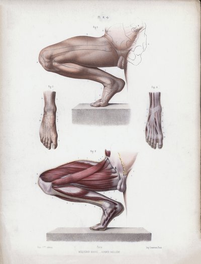 Illustration für Die Anatomie der äußeren Formen des Menschen: Männliches Bein und Fuß von European School