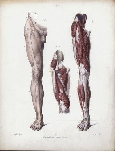 Illustration für Die Anatomie der äußeren Formen des Menschen: Männliches Bein, Vorderansicht von European School