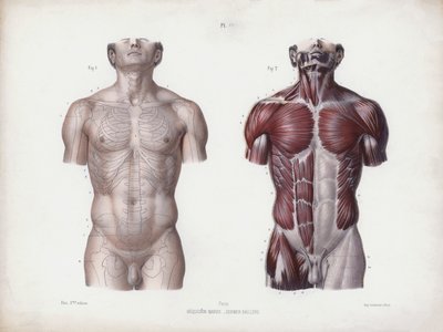 Illustration für Die Anatomie der äußeren Formen des Menschen: Männlicher Torso, Vorderansicht von European School