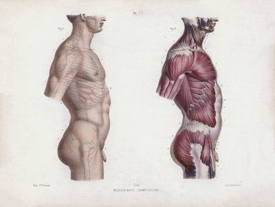 Illustration für Die Anatomie der äußeren Formen des Menschen: Männlicher Torso, Seitenansicht von European School