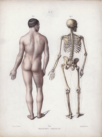 Illustration für Die Anatomie der äußeren Formen des Menschen: Mann stehend, Rückansicht von European School