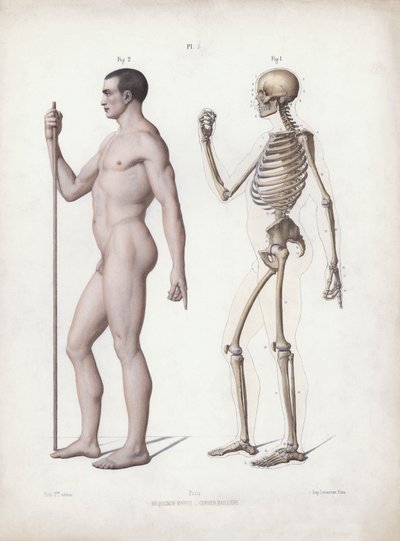 Illustration für Die Anatomie der äußeren Formen des Menschen: Mann stehend, Seitenansicht von European School
