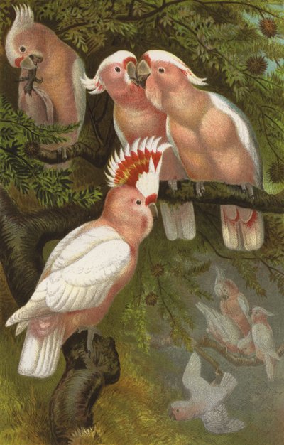 Inka-Kakadus von European School