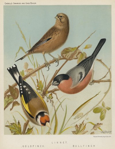 Hänfling, Stieglitz, Gimpel (Farblithografie) von European School