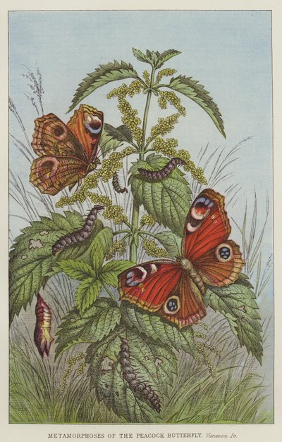 Metamorphosen des Tagpfauenauges, Vanessa Io von European School