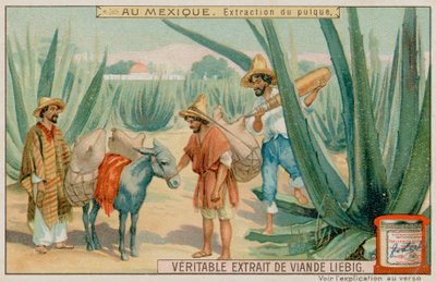 Mexikaner gewinnen Pulque aus einem Kaktus von European School