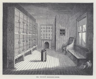 Herr Youngs Zuchtzimmer (Farblithografie) von European School