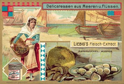 Muscheln und Austern von European School