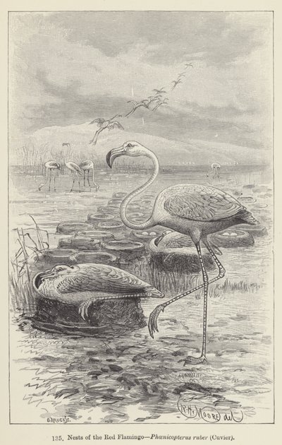 Nester des Roten Flamingos, Phoenicopterus ruber, Cuvier von European School