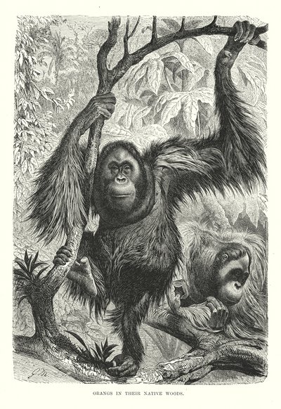 Orangs in ihrem natürlichen Wald (Gravur) von European School