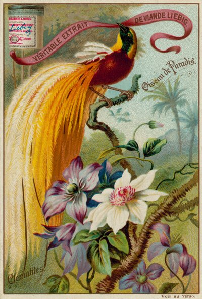 Paradiesvogel und Clematis von European School