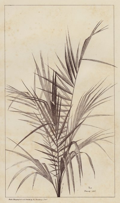 Palme, Chamaerops Exelsa von European School