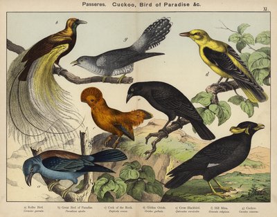 Sperlingsvögel, Kuckuck, Paradiesvogel von European School