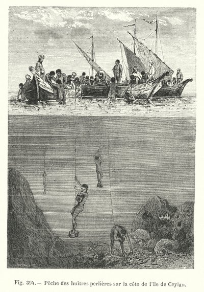 Perlenfischerei an der Küste der Insel Ceylon (Gravur) von European School