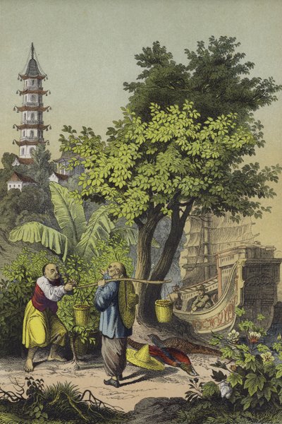 Menschen und Pflanzen Chinas von European School
