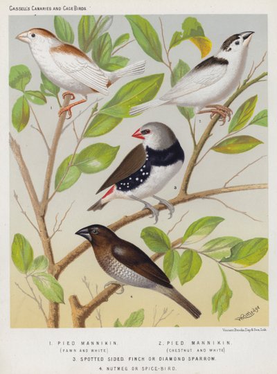 Pied Mannikin, Rehbraun und Weiß, Kastanienbraun und Weiß, Gesprenkelter Seitenfink oder Diamantsperling, Muskat- oder Gewürzvogel von European School