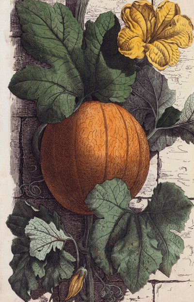 Kürbis (Farblithografie) von European School