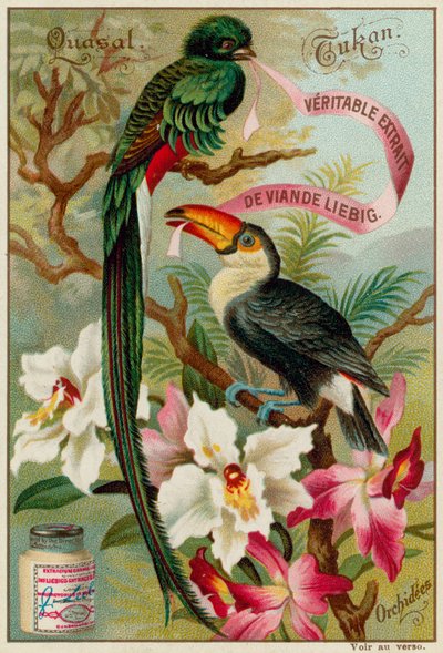 Quetzal, Tukan und Orchideen von European School