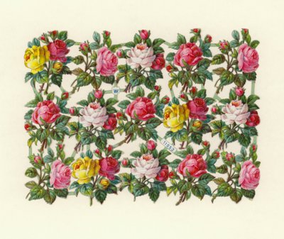 Rosen von European School