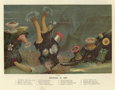 Seeanemonen von European School