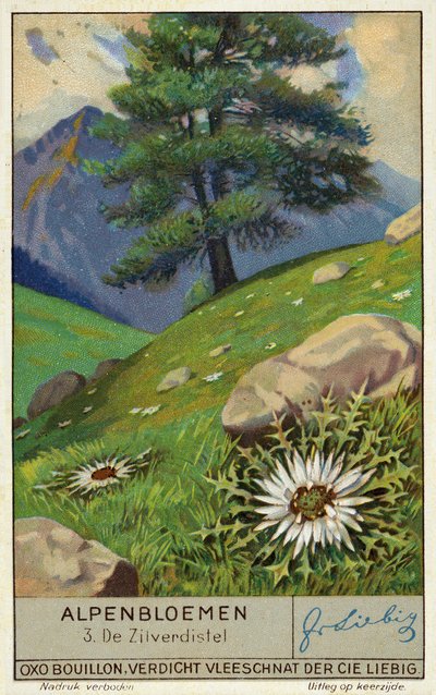 Silberdistel (Chromolithografie) von European School
