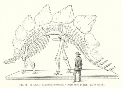 Skelett von Stegosaurus ungulatus von European School
