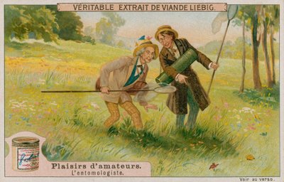 Der Amateur-Entomologe von European School