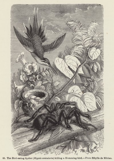 Die Vogelspinne (Mygale avicularia) tötet einen Kolibri von European School